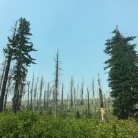 Ein paar Jahre nach dem Waldbrand
