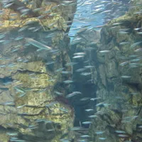 Fischherde