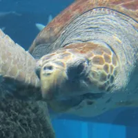 Mr. Tortoise