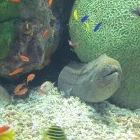 Mr. Moray