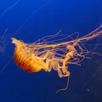 Mrs. Jellyfish