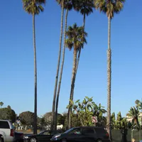 Links ne Palme, rechts ne Palme