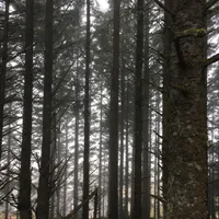 Wald im Nebel
