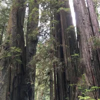 Prairie Creek Redwoods State Park