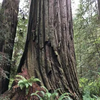 Prairie Creek Redwoods State Park