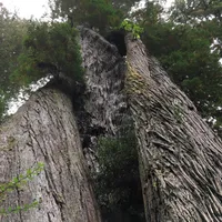 Prairie Creek Redwoods State Park