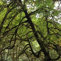 Prairie Creek Redwoods State Park