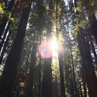 Redwoods
