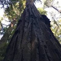 Redwoods