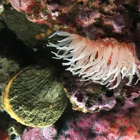 Monterey Bay Aquarium