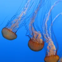 Monterey Bay Aquarium