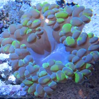 Monterey Bay Aquarium